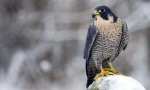 S brzinom ptica: top 12 najbrže pernate